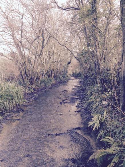 10931325_10153121761780530_7065971520378620523_n