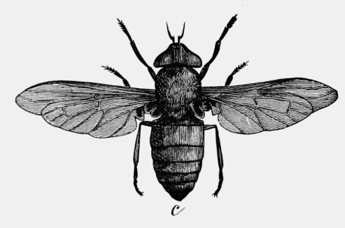 PSM_V76_D216_A_horse_fly_and_its_stages_of_development